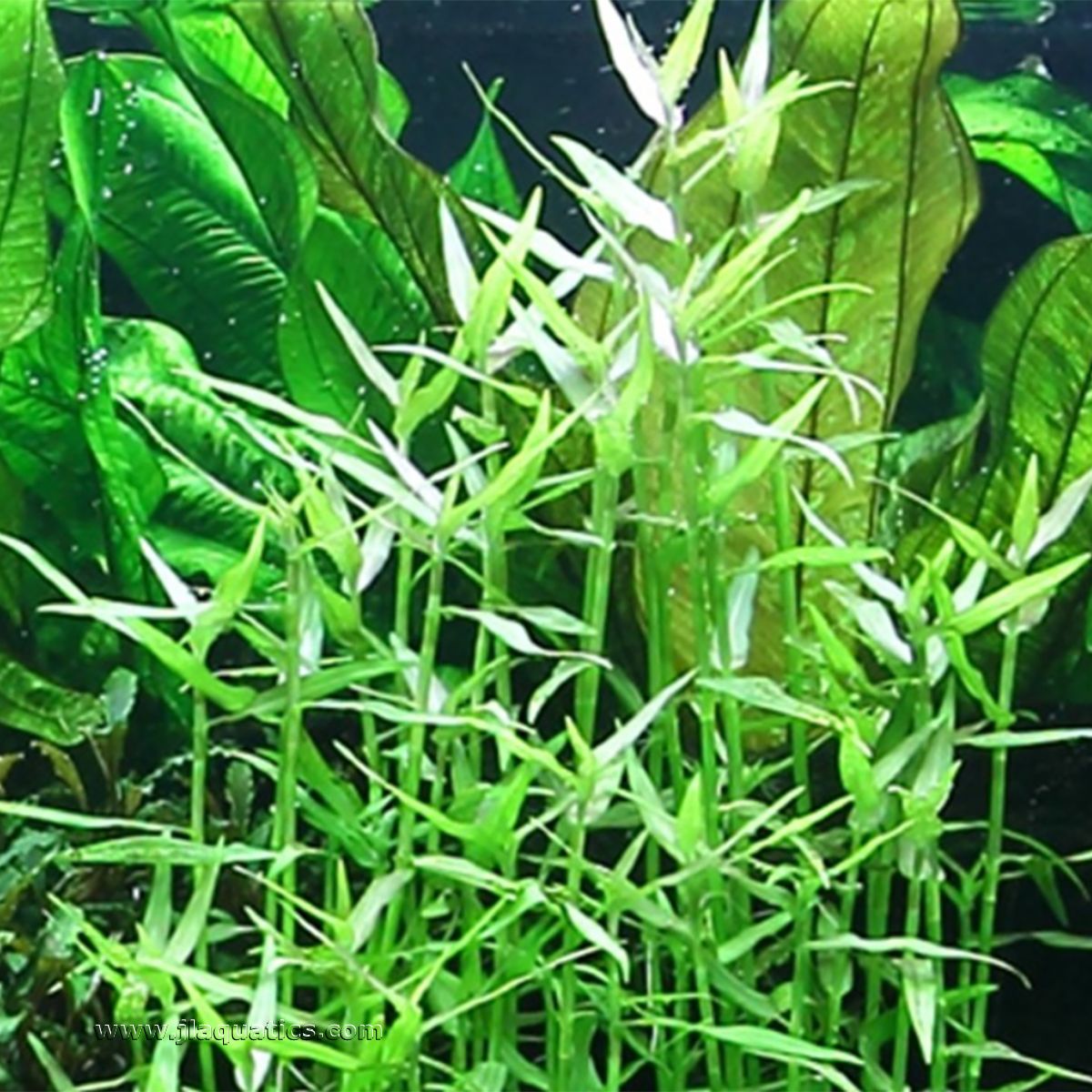 Tropica Murdannia keisak Potted Plant in the home aquarium