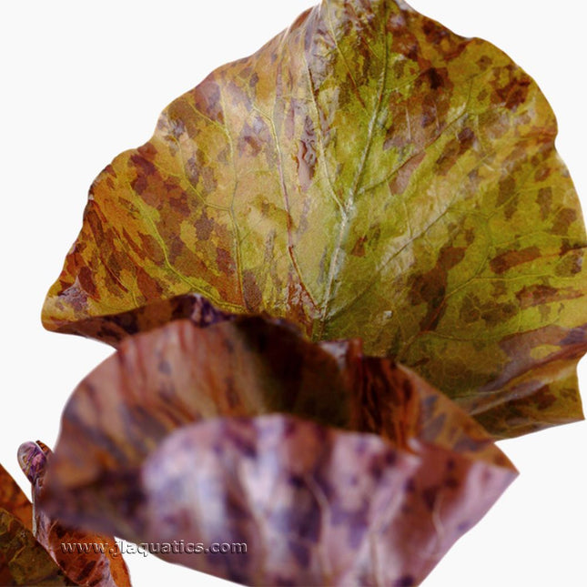 Tropica Nymphaea lotus close-up of leaf structure