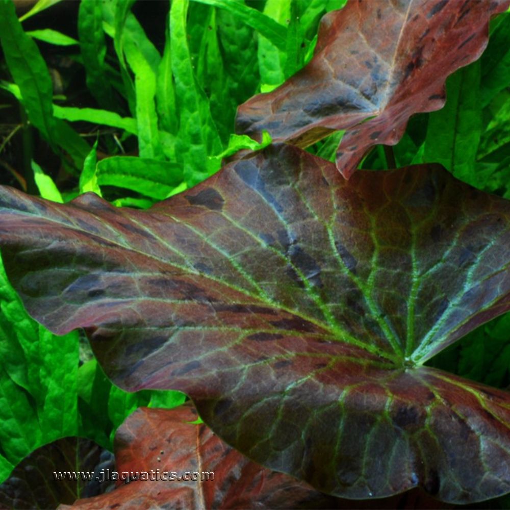 Tropica Nymphaea lotus close-up of leaf while in a planted aquarium.
