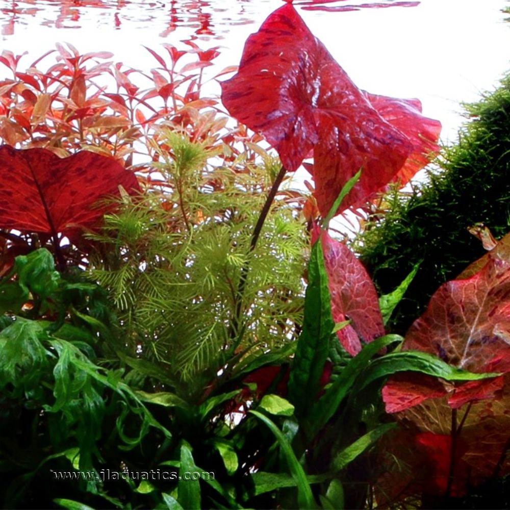 Tropica Nymphaea lotus  red variety leaf in a planted aquarium.