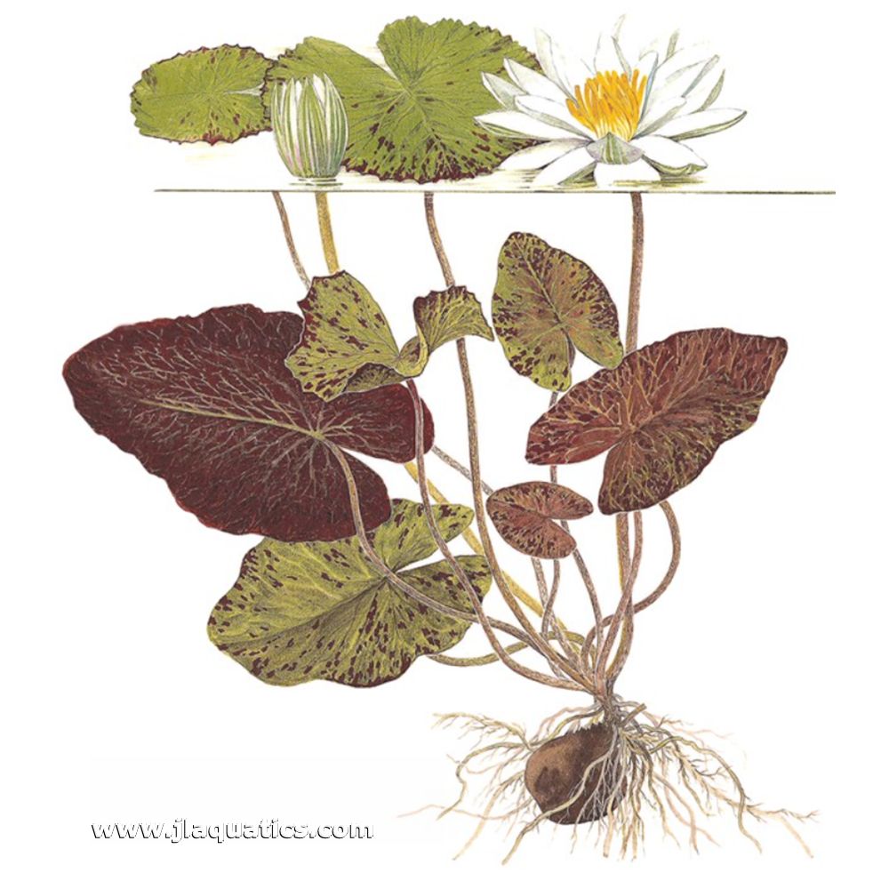 Tropica Nymphaea lotus diagram of plant showing root structure as well.