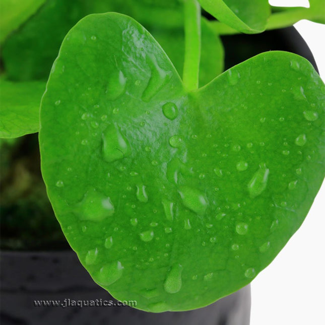 Tropica Nymphoides hydrophylla (Taiwan) Potted Plant close-up of single leaf