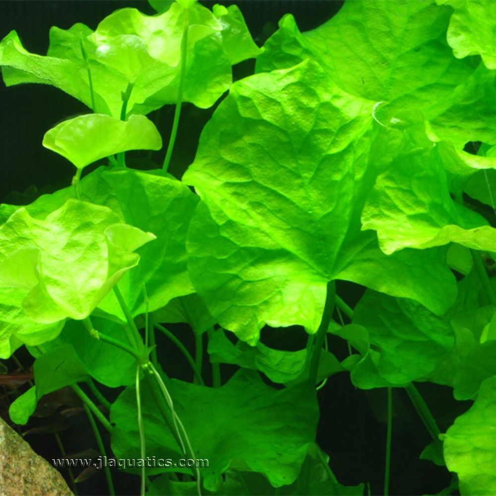 Tropica Nymphoides hydrophylla (Taiwan) Potted Plant close-up of several leaves in an aquarium