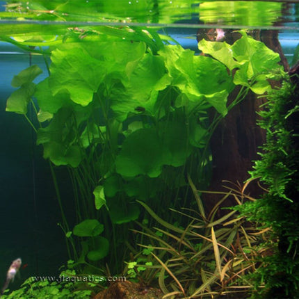 Tropica Nymphoides hydrophylla (Taiwan) Potted Plant mature plant touching surface of aquarium water