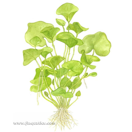 Tropica Nymphoides hydrophylla (Taiwan) Potted Plant diagram including root structure