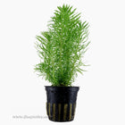 Tropica Pogostemon deccanensis Potted Plant