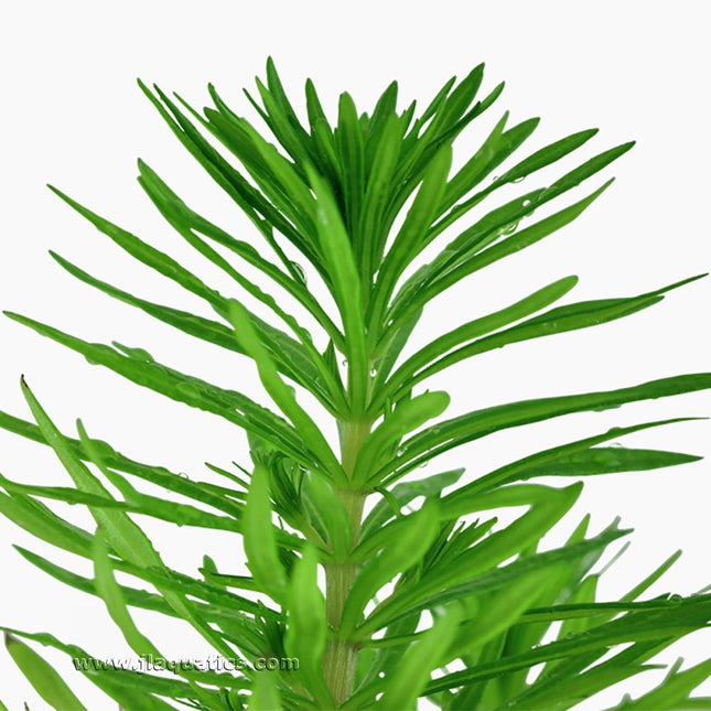 Tropica Pogostemon deccanensis Potted Plant