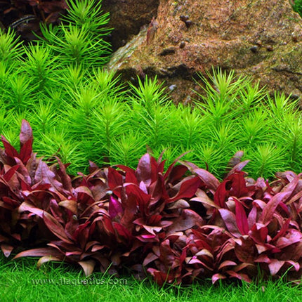 Tropica Pogostemon deccanensis Potted Plant