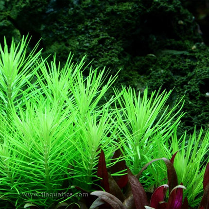 Tropica Pogostemon deccanensis Potted Plant