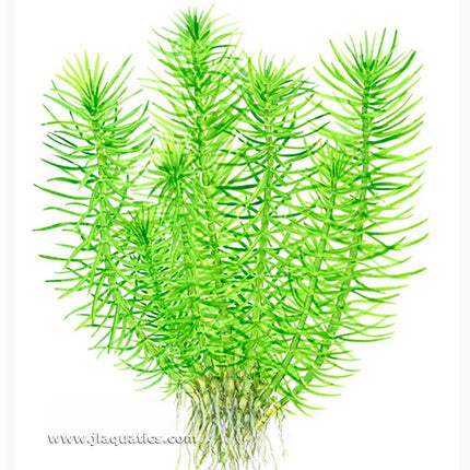 Tropica Pogostemon deccanensis Potted Plant