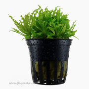 Tropica Pogostemon helferi Potted Plant