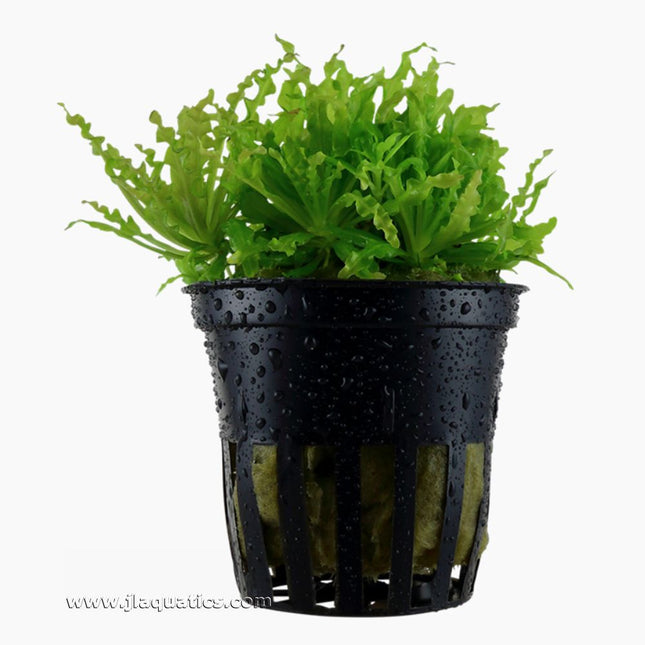 Tropica Pogostemon helferi Potted Plant