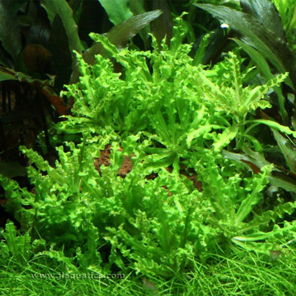 Tropica Pogostemon helferi Potted Plant in a planted aquarium