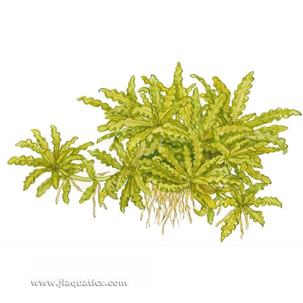 Tropica Pogostemon helferi Potted Plant diagram including root structure