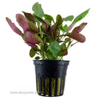 Tropica Lobelia cardinalis Single Potted Plant