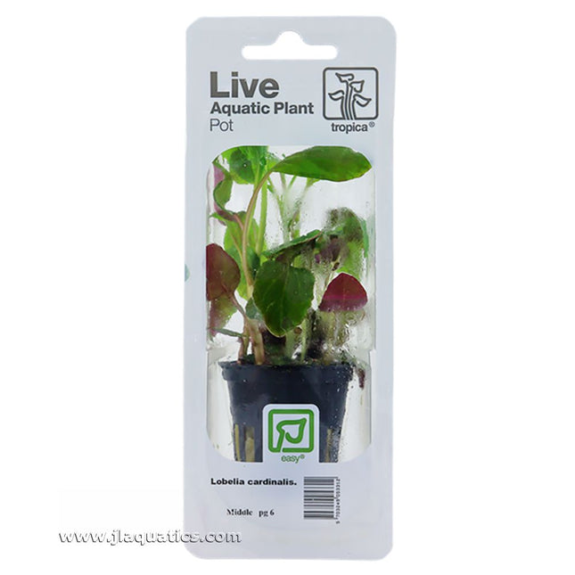 Tropica Lobelia cardinalis Single Potted Plant in packaging