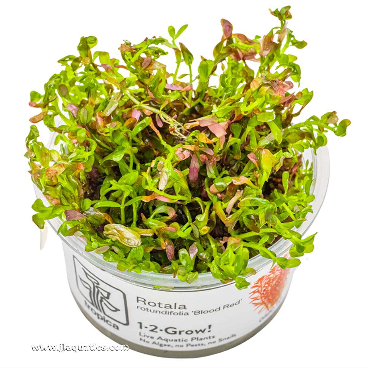 Tropica Rotala rotundifolia (Blood Red) 1-2-Grow! Aquarium Plant
