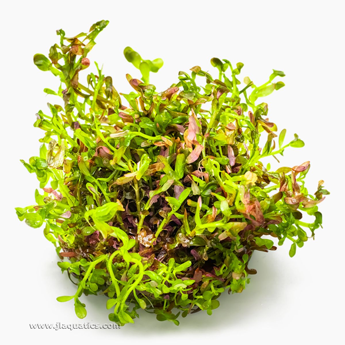 Tropica Rotala rotundifolia (Blood Red) 1-2-Grow! Aquarium Plant with no packaging.