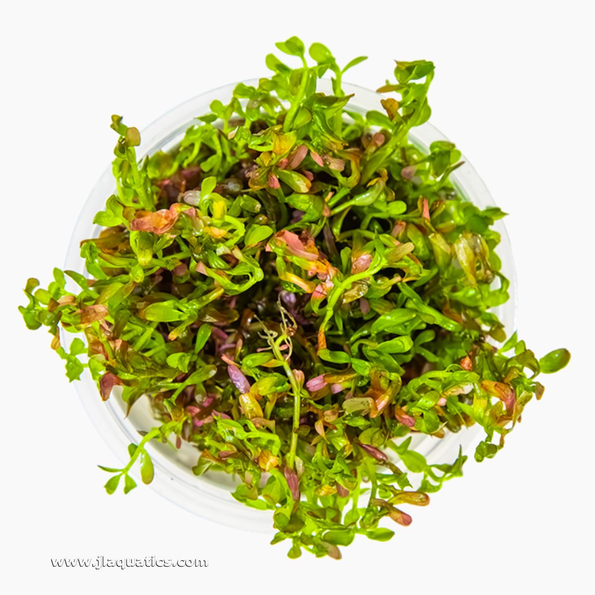 Tropica Rotala rotundifolia (Blood Red) 1-2-Grow! Aquarium Plant top view of the plant inside the packaging.