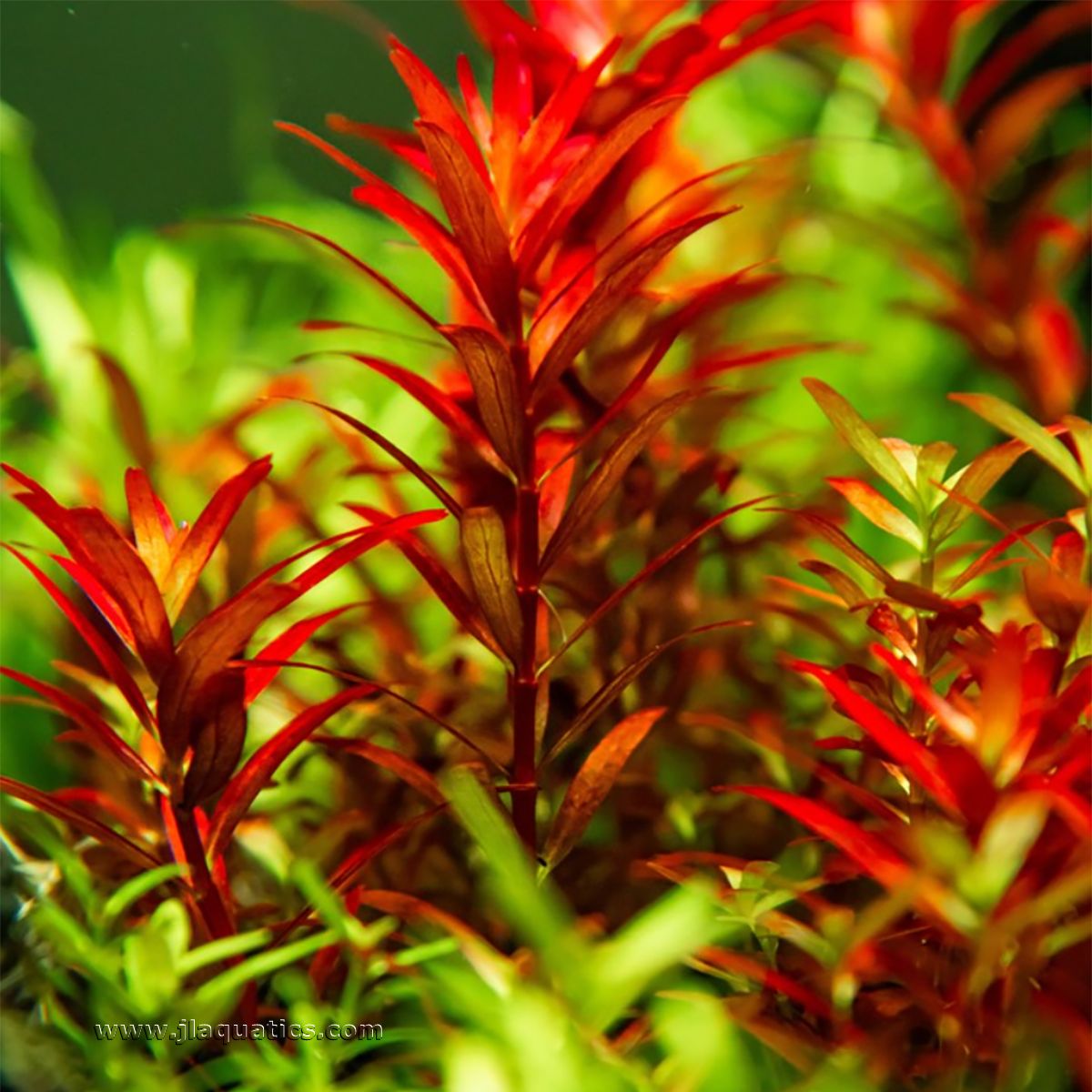 Tropica Rotala rotundifolia (Blood Red) 1-2-Grow! Aquarium Plant close-up of this beautiful plant in the aquarium.