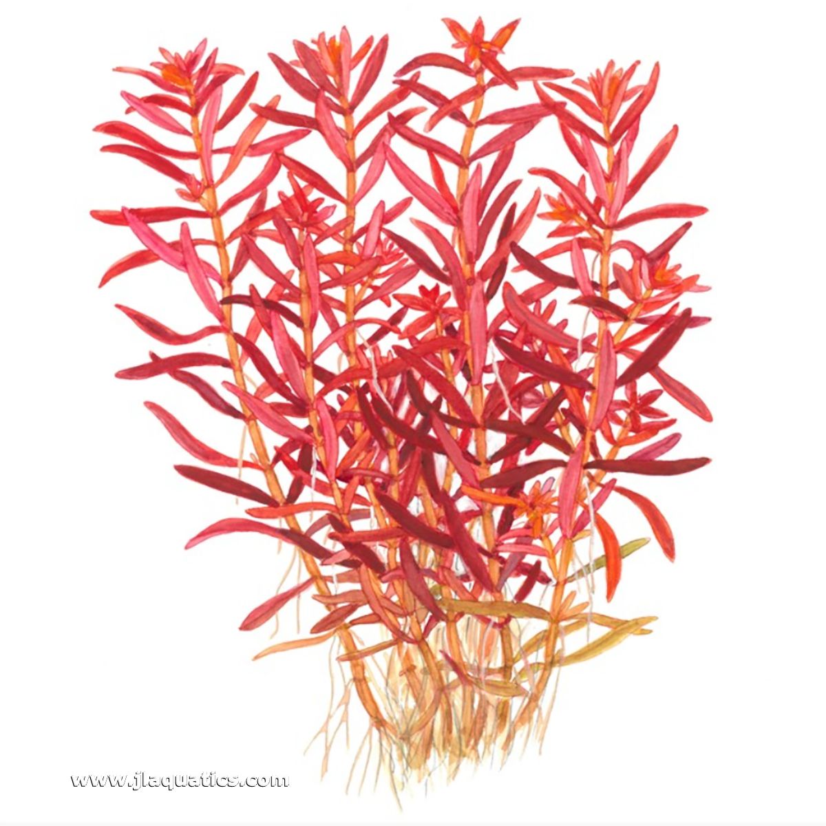 Diagram of the Tropica Rotala rotundifolia (Blood Red) 1-2-Grow! Aquarium Plant including root structure.