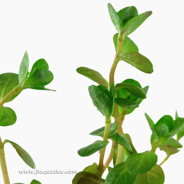 Tropica Rotala rotundifolia Potted Plant close-up image of this aquarium plant