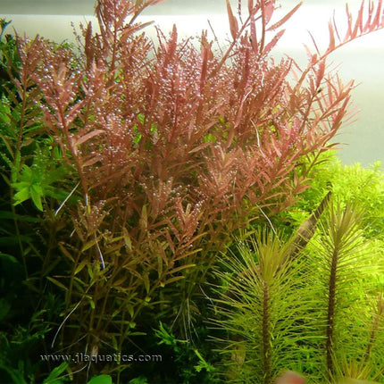 Tropica Rotala rotundifolia Potted Plant in a freshwater planted aquarium fully mature.