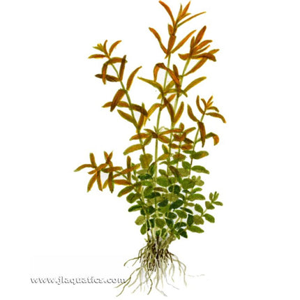 Tropica Rotala rotundifolia Potted Plant diagram showing leaf and root structure of this aquarium plant.