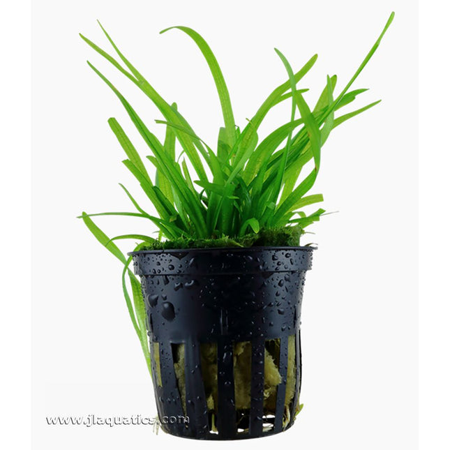 Tropica Sagittaria subulata Potted Plant