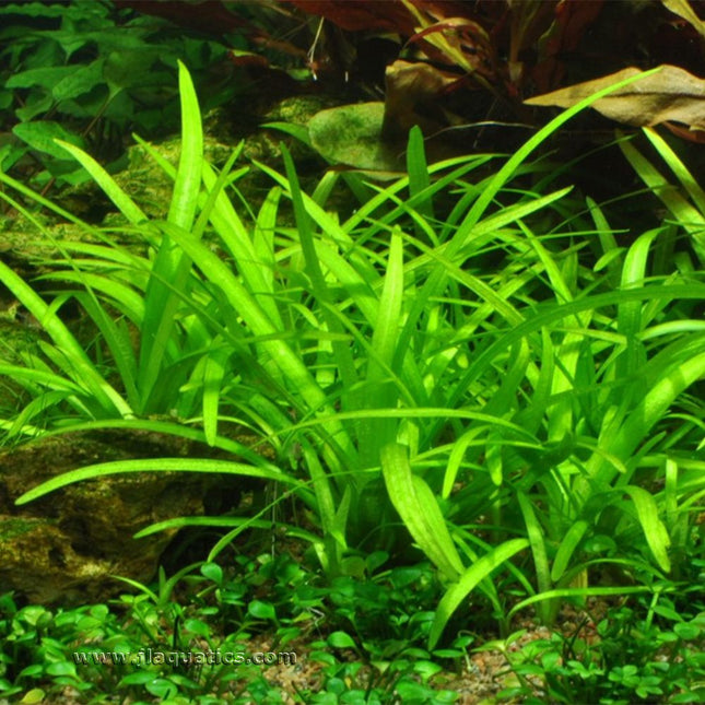 Tropica Sagittaria subulata Potted Plant planted in a freshwater aquarium.