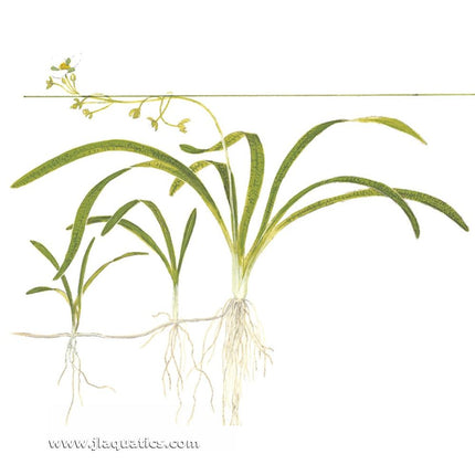 illustration including root structure of the Tropica Sagittaria subulata Potted Plant