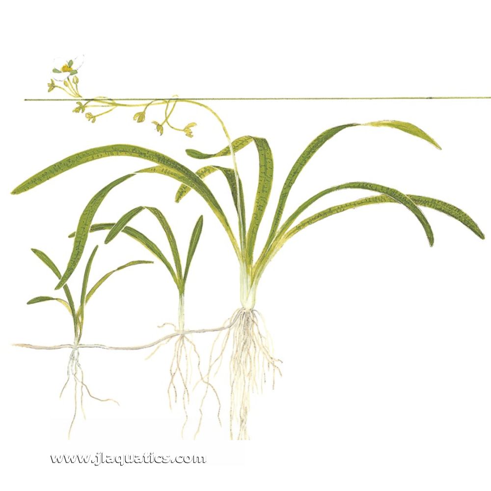 illustration including root structure of the Tropica Sagittaria subulata Potted Plant
