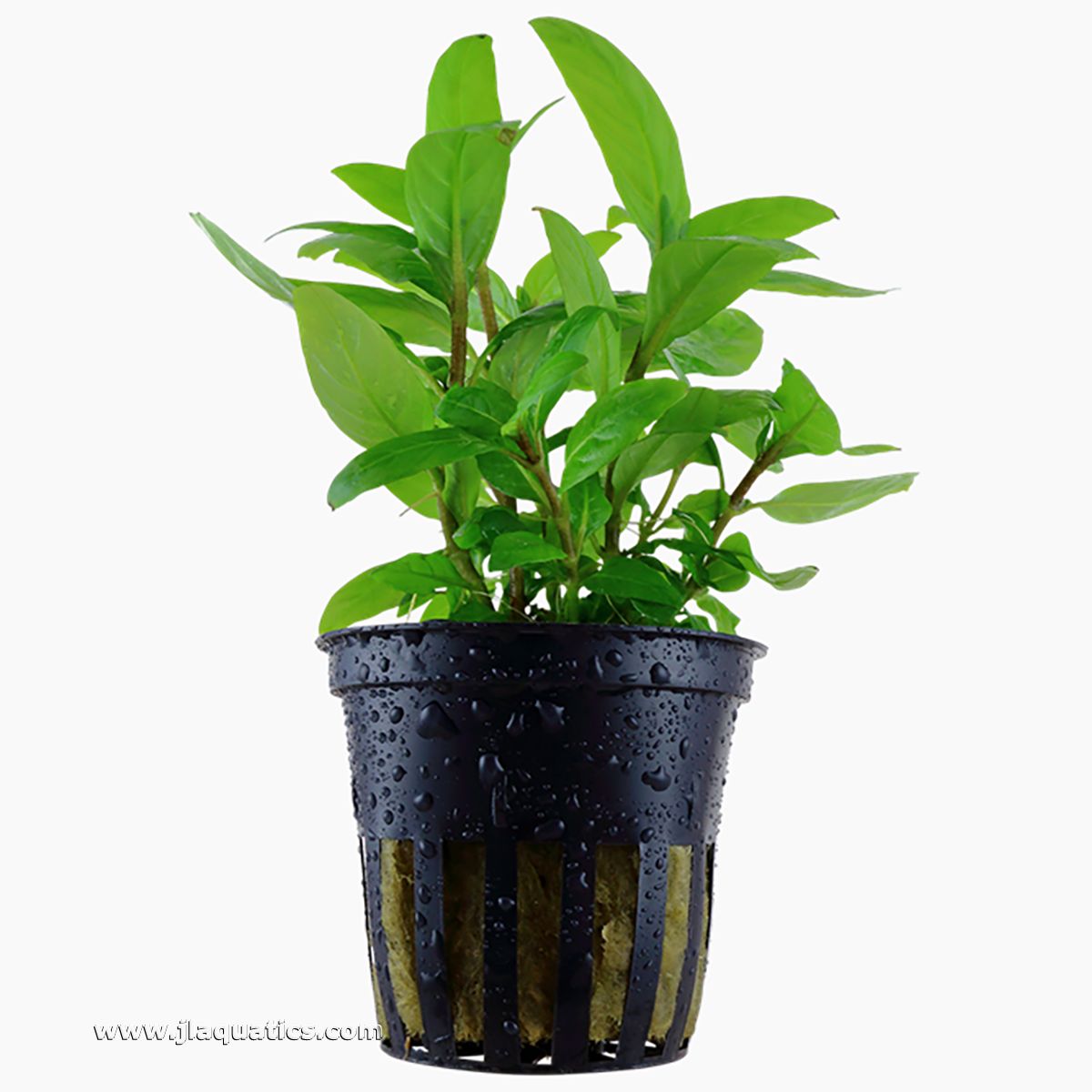 Tropica Staurogyne repens Potted Plant