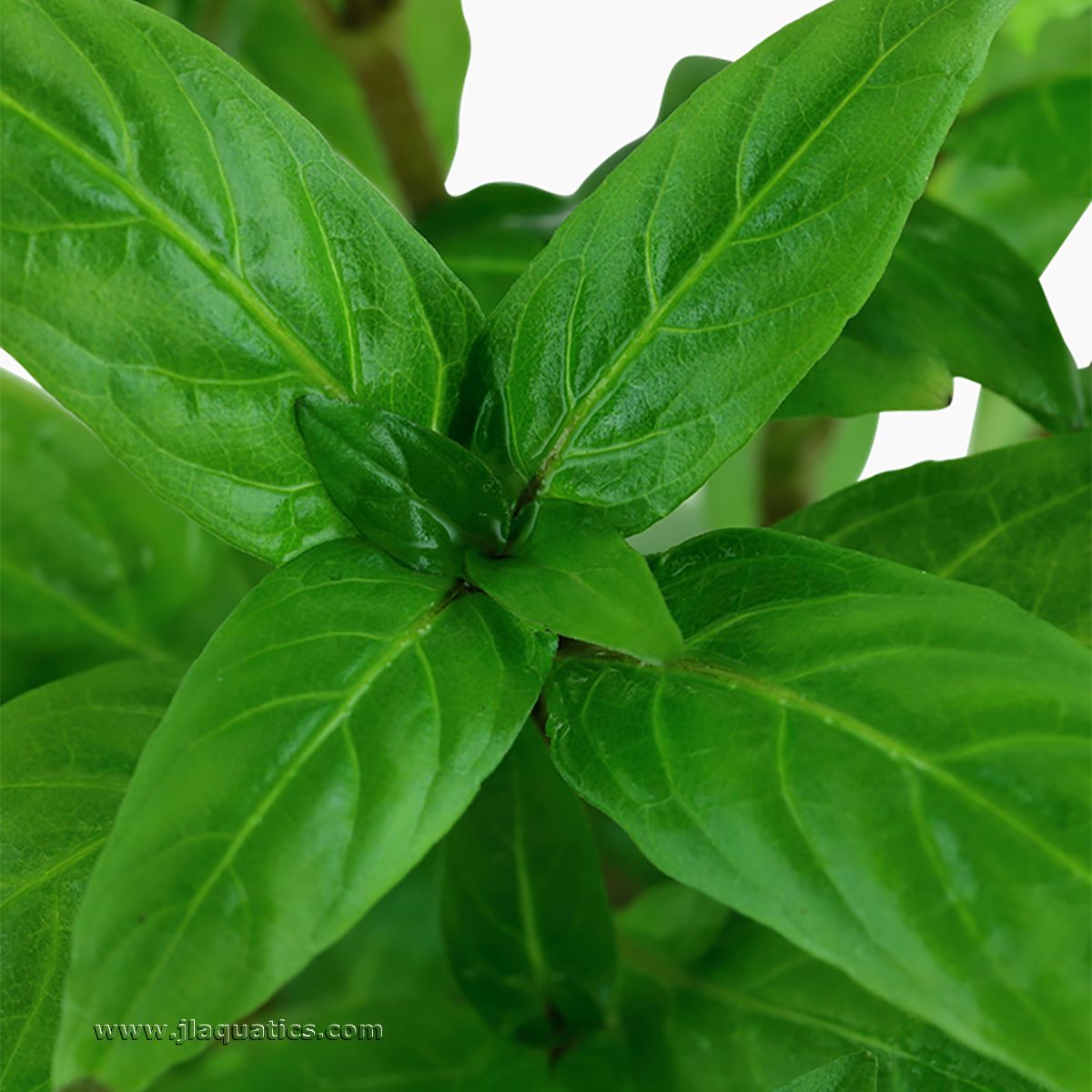 Tropica Staurogyne repens Potted Plant close-up of leaf structure