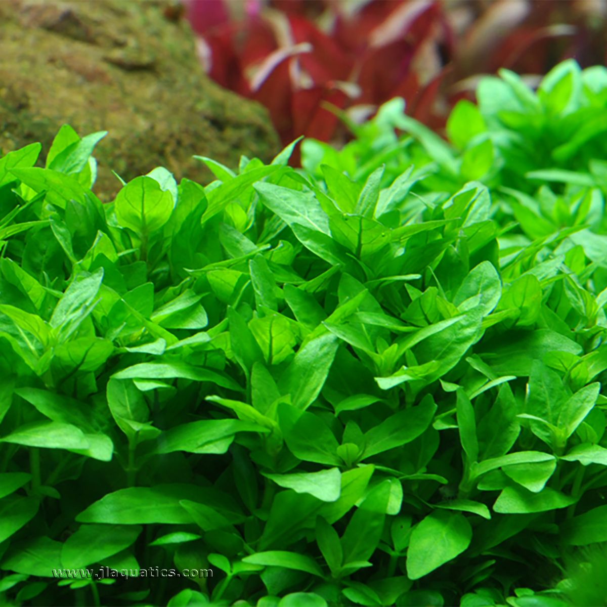 Tropica Staurogyne repens Potted Plant planted in a freshwater aquarium
