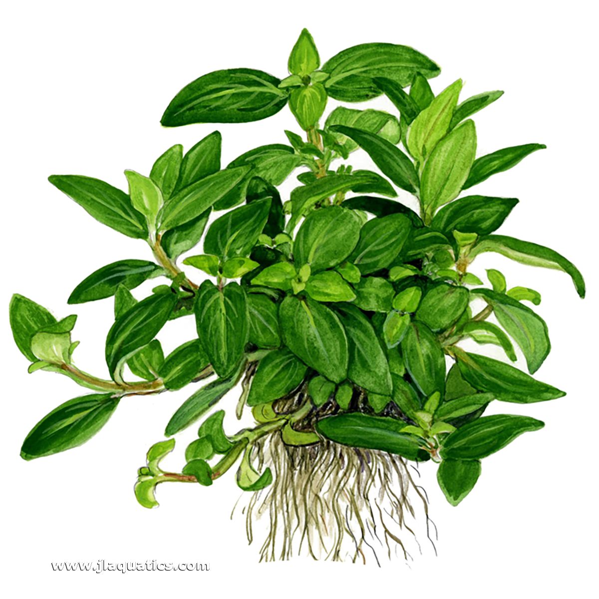 Diagram including the root structure of the Tropica Staurogyne repens Potted Plant