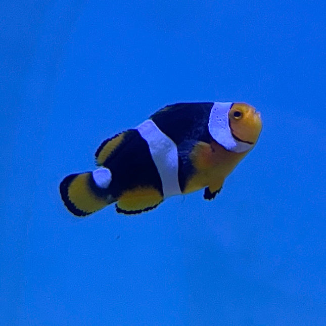 Percula (True Misbar) Clownfish (Tank Raised)