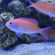 F-NN-011526