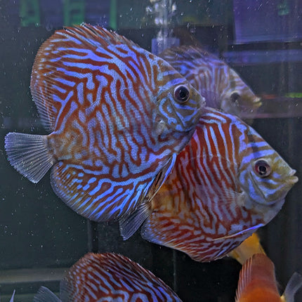 Turquoise Tiger Discus