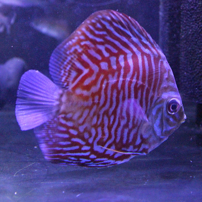 Turquoise Tiger Discus