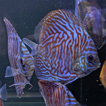 Turquoise Tiger Discus