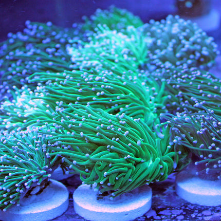 Torch Coral - Neon Green