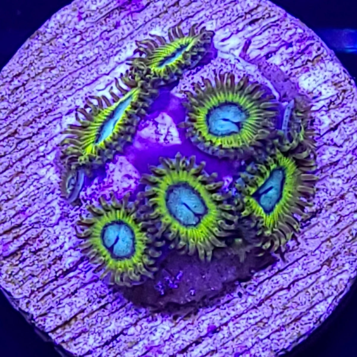 Pikachu Zoa | JLAquatics Canada – J&L Aquatics Ltd.