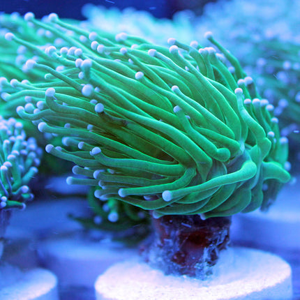 Torch Coral - Neon Green