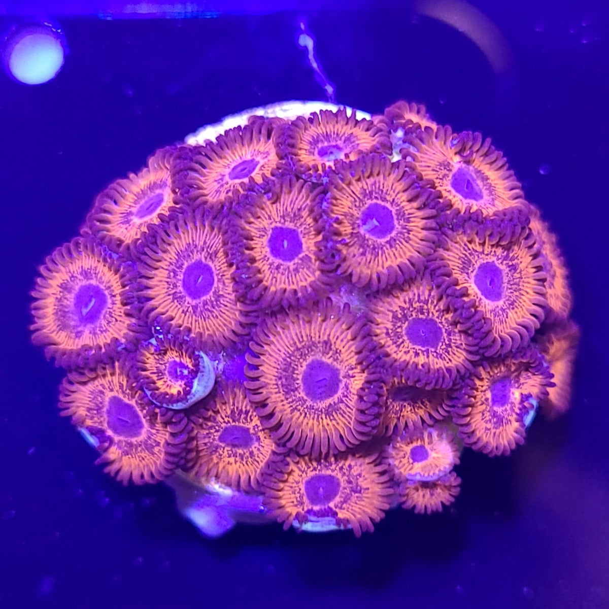 Orange Oxide Zoa