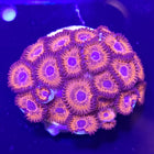 Orange Oxide Zoa