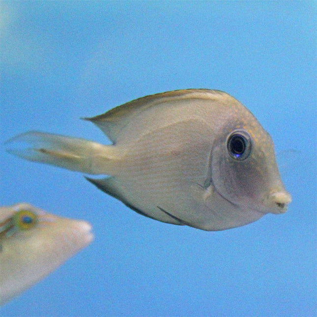 Orange Stripe Bristletooth Tang