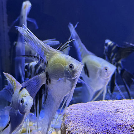 Assorted Veiltail Angelfish