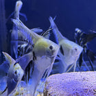 Assorted Veiltail Angelfish