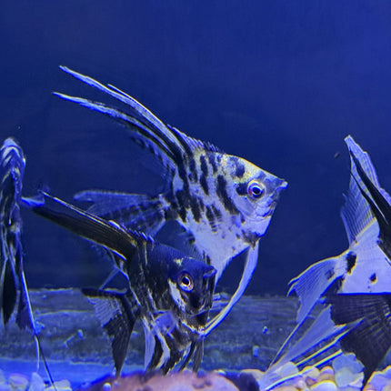 Assorted Veiltail Angelfish